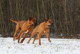 TOSA INU 342